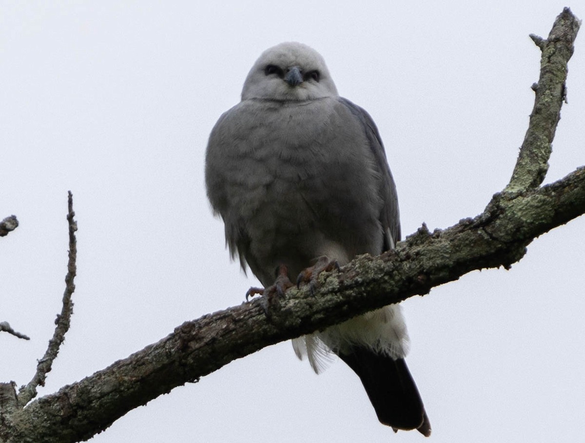 Mississippi Kite - Brad Everhart