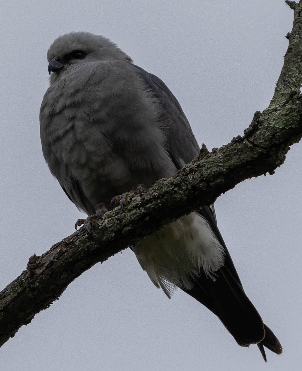 Mississippi Kite - Brad Everhart