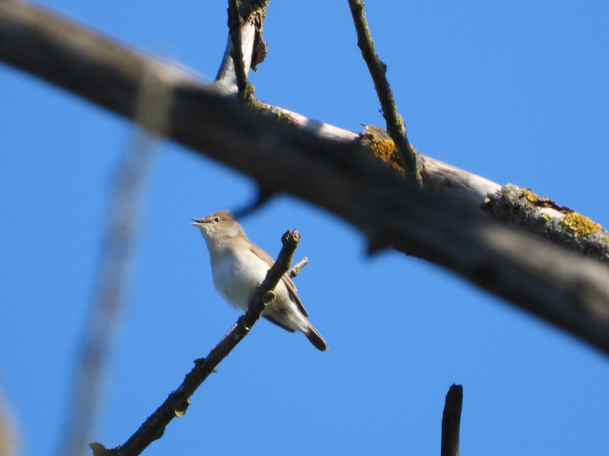 Garden Warbler - Bogdan  Rudzionek