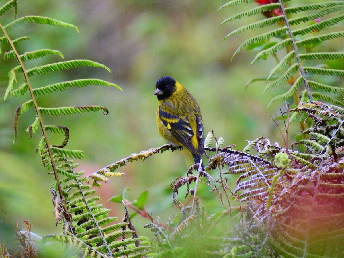 Hooded Siskin - Edwin Munera