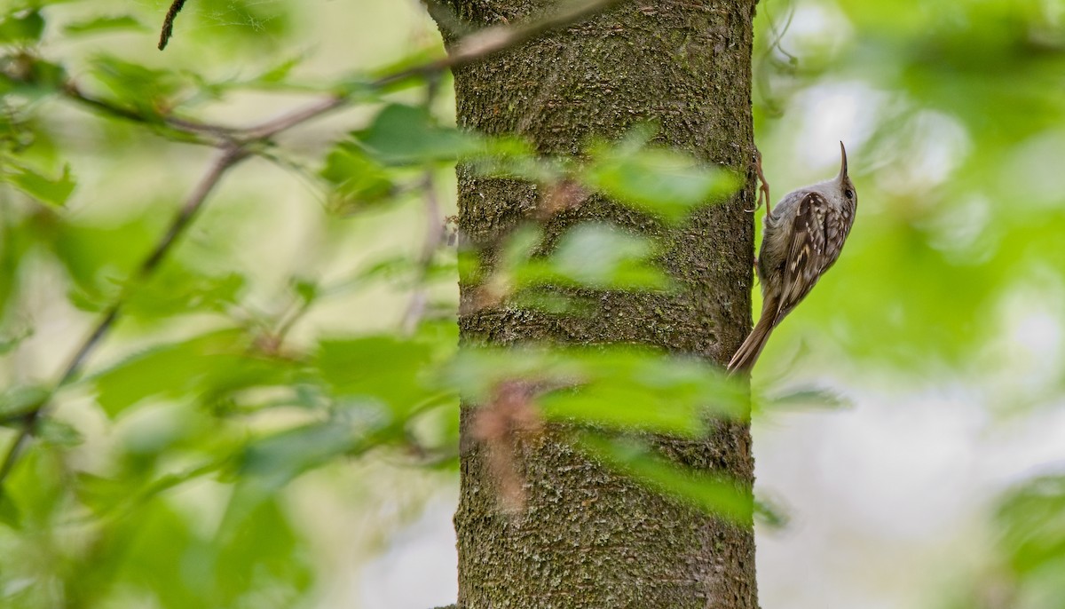 Short-toed Treecreeper - ML618891185