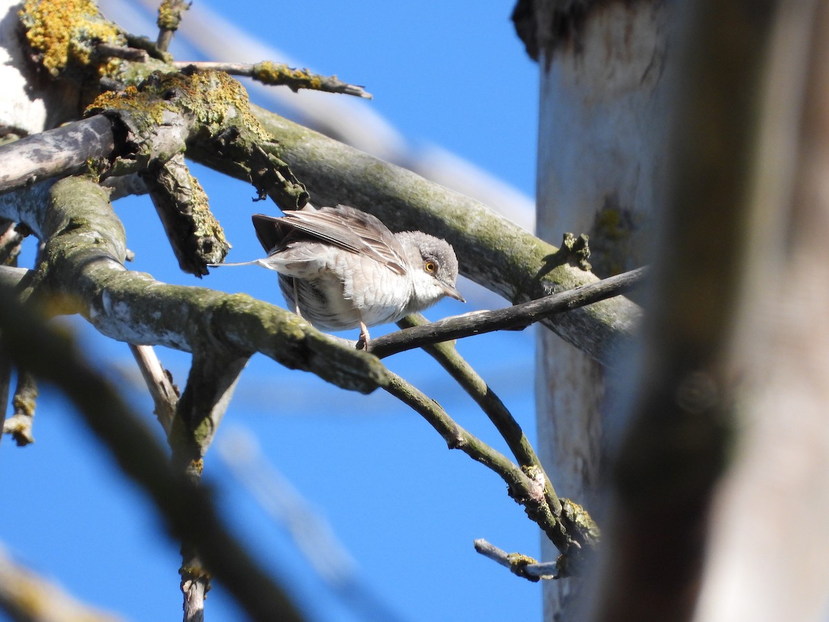 Barred Warbler - Bogdan  Rudzionek