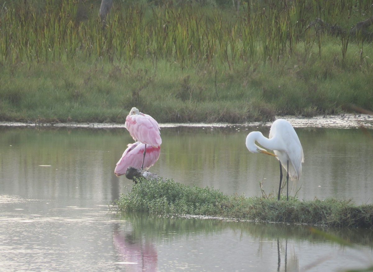 Roseate Spoonbill - Matt Hofeditz