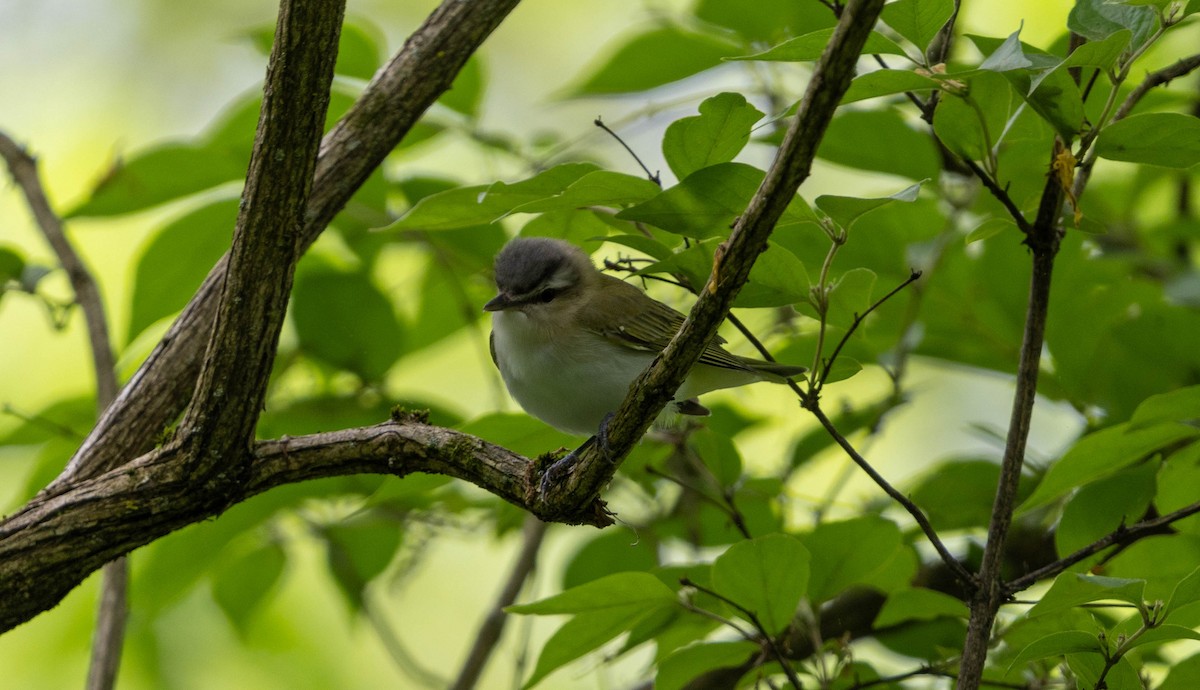 Blue-headed Vireo - Brad Everhart