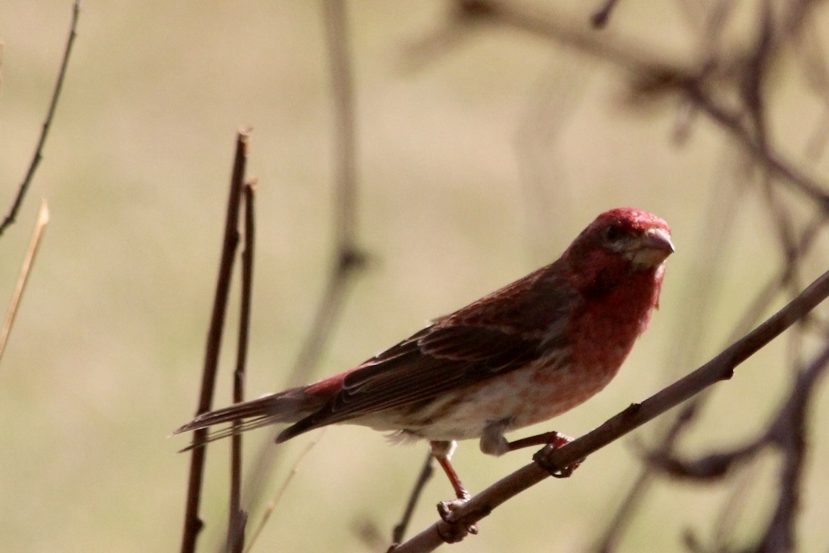 Purple Finch - ML618891209