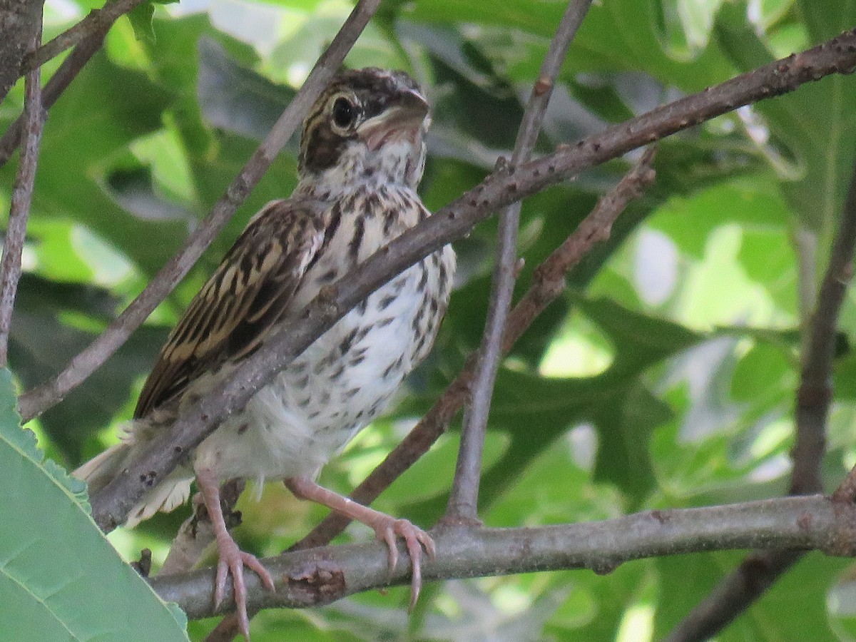 Lark Sparrow - ML61889121