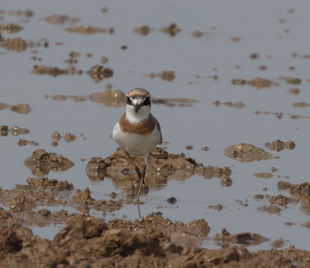 Greater Sand-Plover - ML618891213