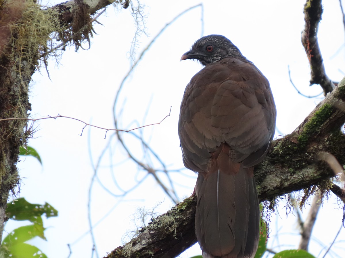 Andean Guan - ML618891218