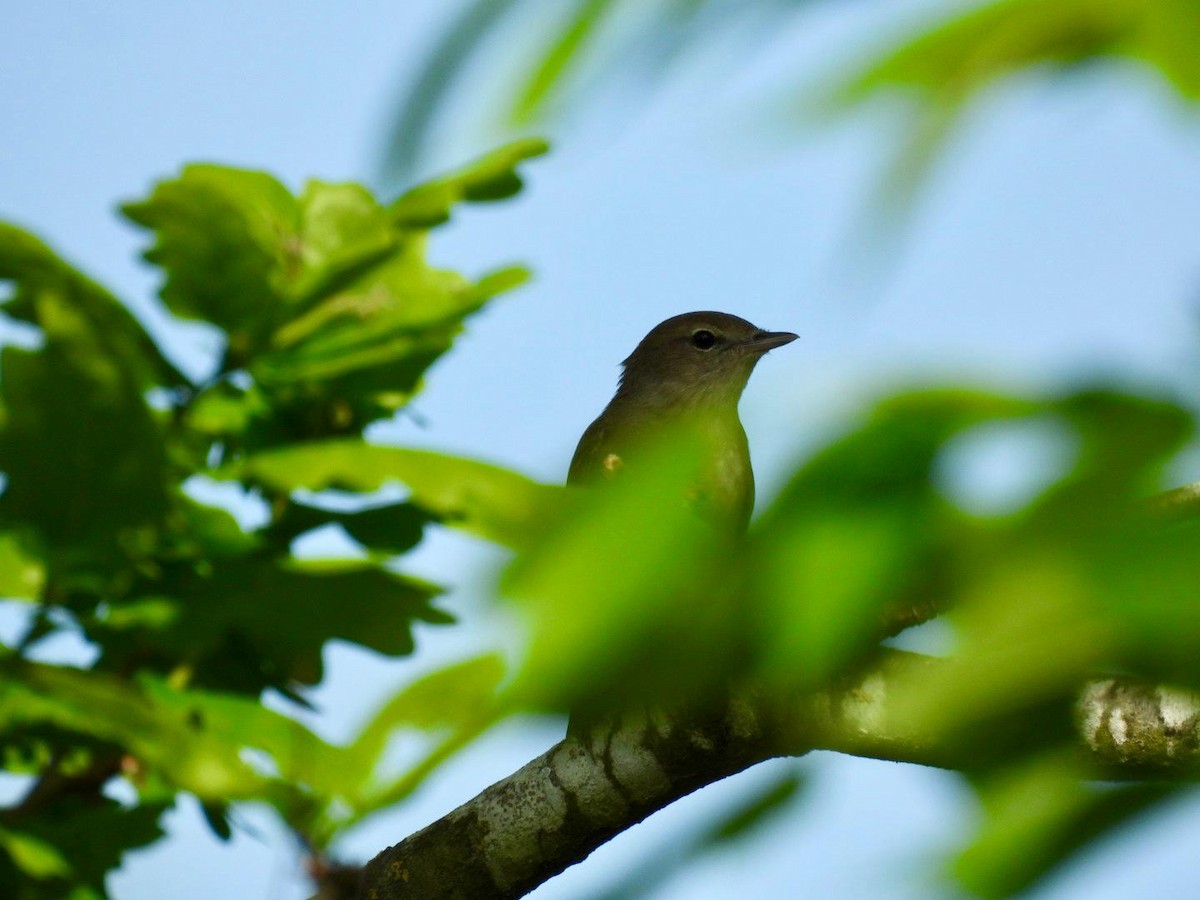 Garden Warbler - Andy Todd