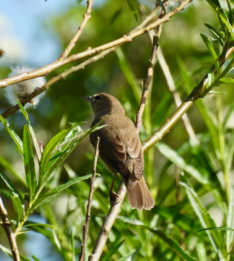 Garden Warbler - Andy Todd