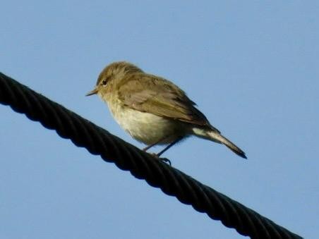 Common Chiffchaff - Andy Todd