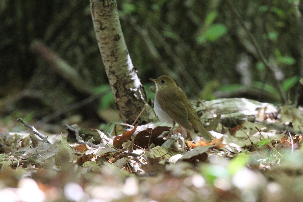 Veery - Jocelyn Pyne