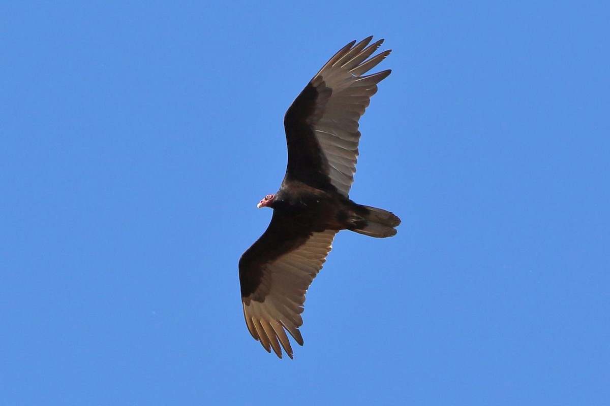 Turkey Vulture - Breck Breckenridge