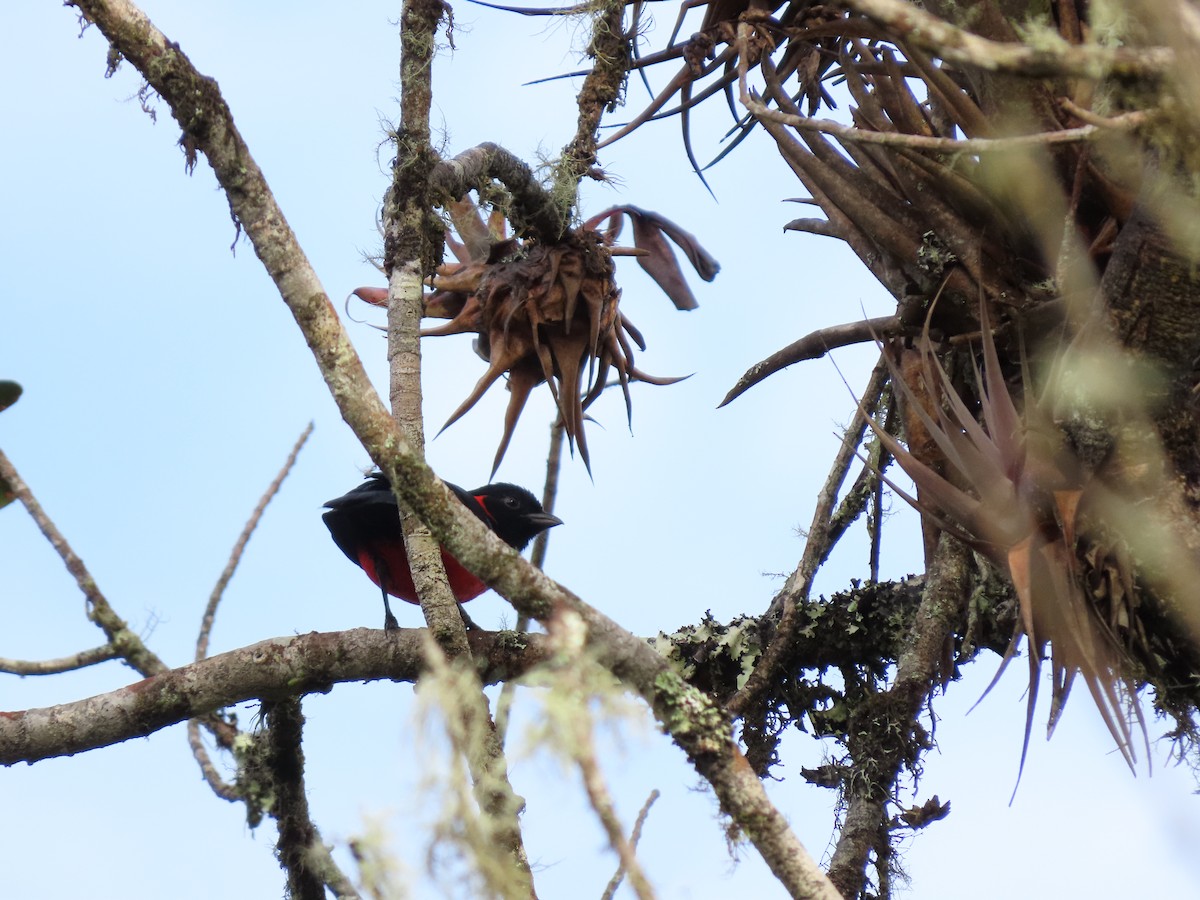 Scarlet-bellied Mountain Tanager - Cristian Cufiño