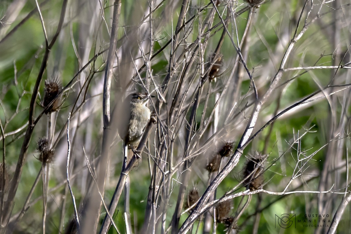 Freckle-breasted Thornbird - Gustavo Mantiñan