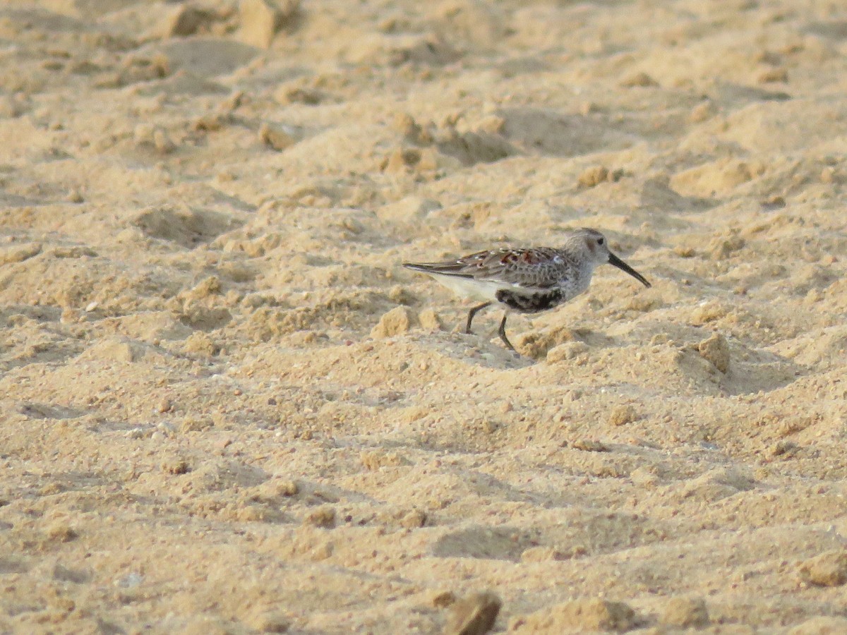 Dunlin - Joe Hoelscher