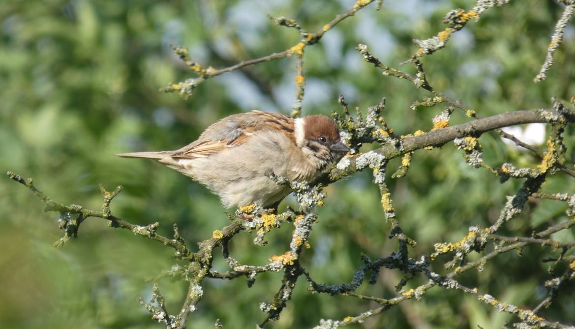 Eurasian Tree Sparrow - Dan Matuscik