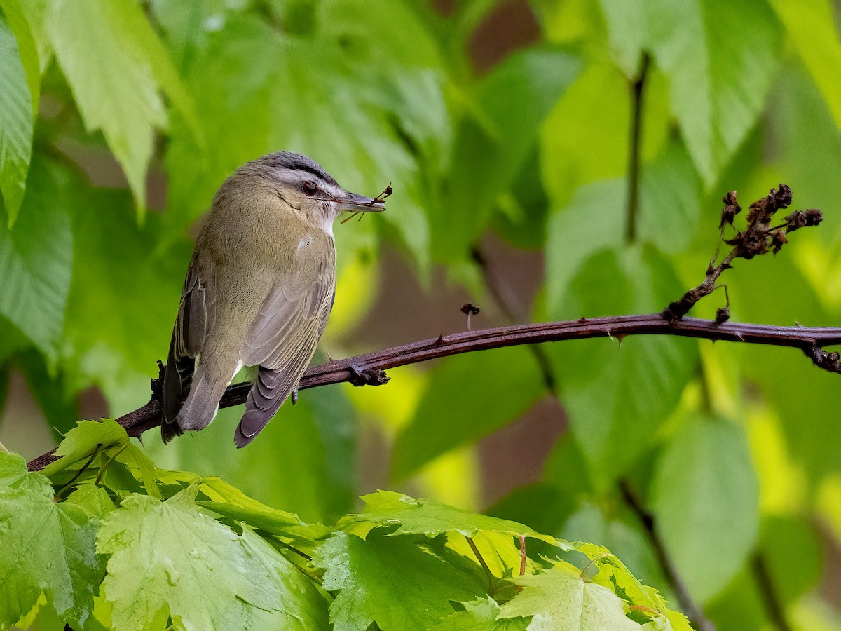 Red-eyed Vireo - Alan MacEachren