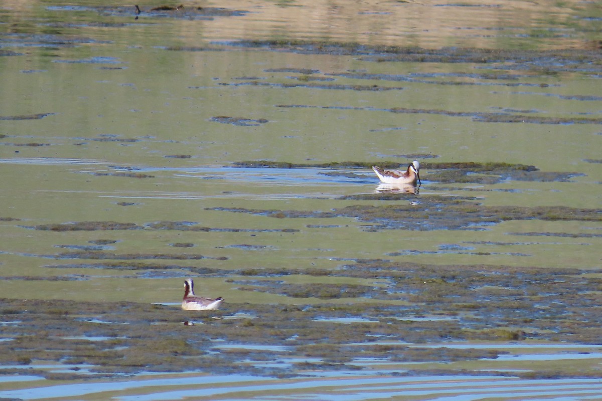 Wilson's Phalarope - ML618891377