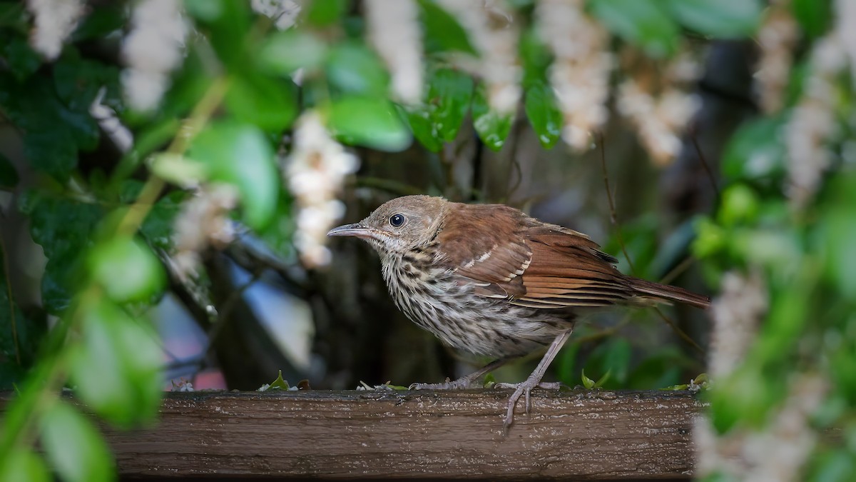 Brown Thrasher - Keith Kennedy