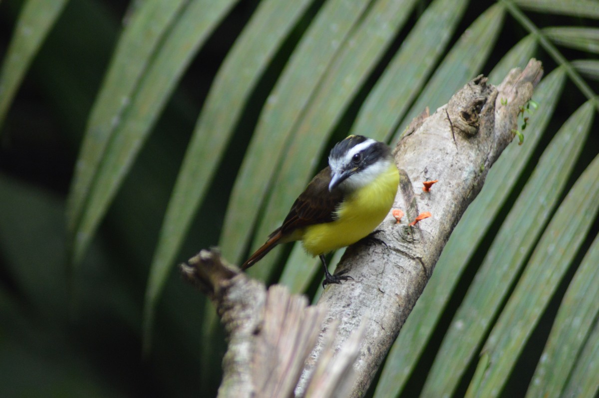 Lesser Kiskadee - John Castillo