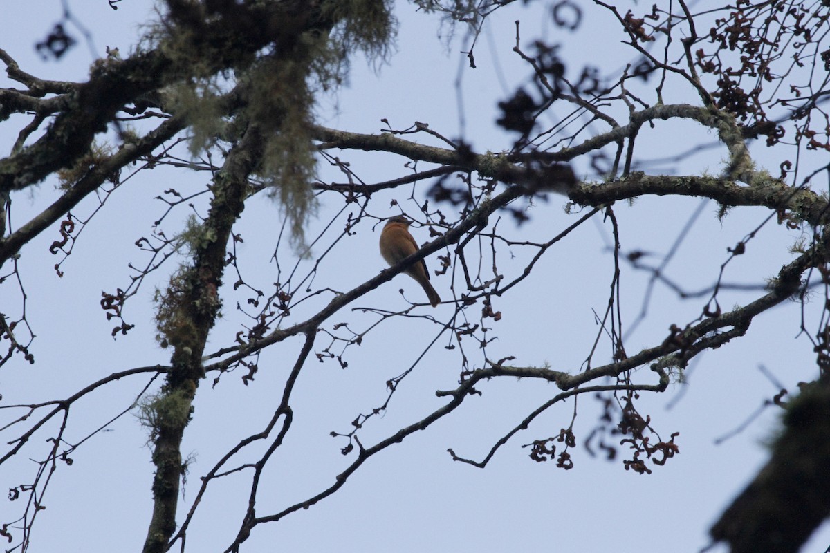 Chestnut-crowned Becard - Juliana Hiendlmayer