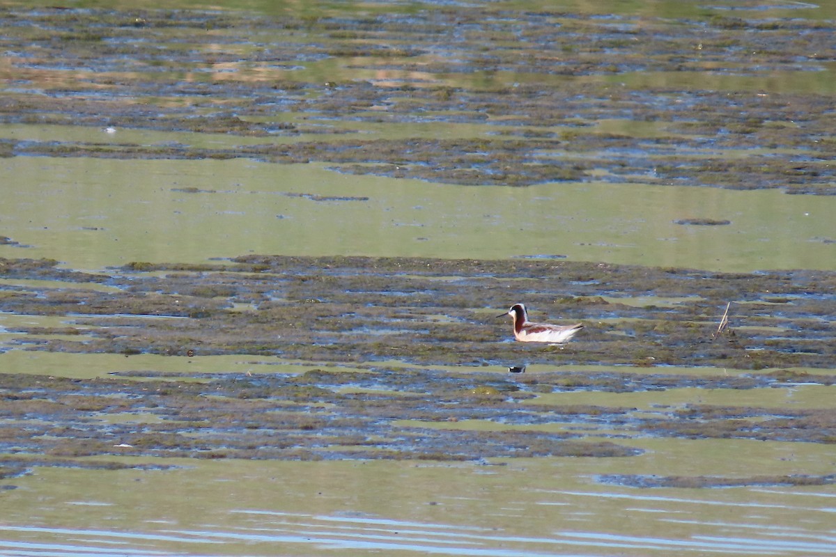 Wilson's Phalarope - ML618891405