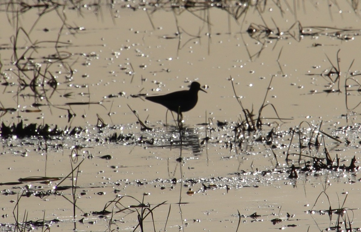 Lesser Yellowlegs - ML618891416