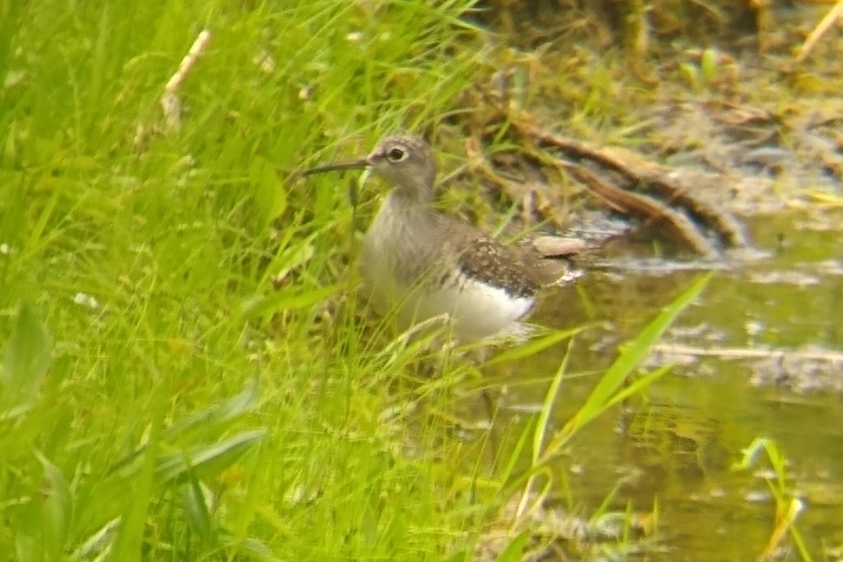 Solitary Sandpiper - Joey Della Penna