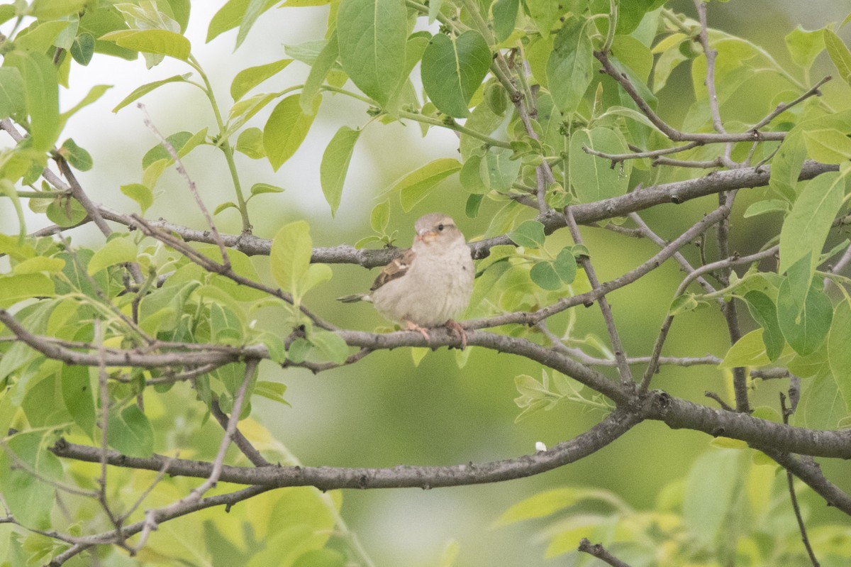 House Sparrow - C  Thorn