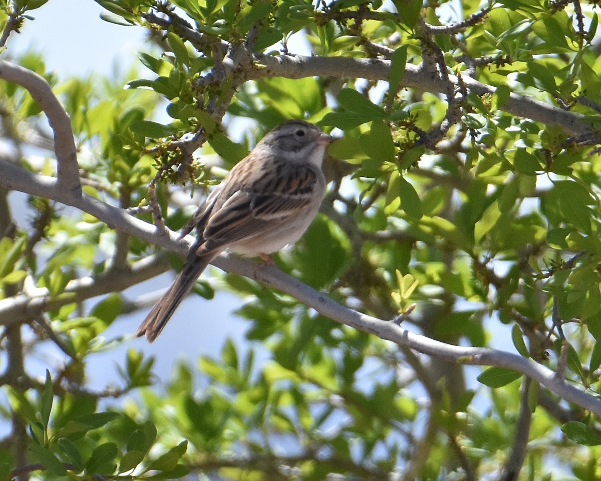 Brewer's Sparrow - ML618891471