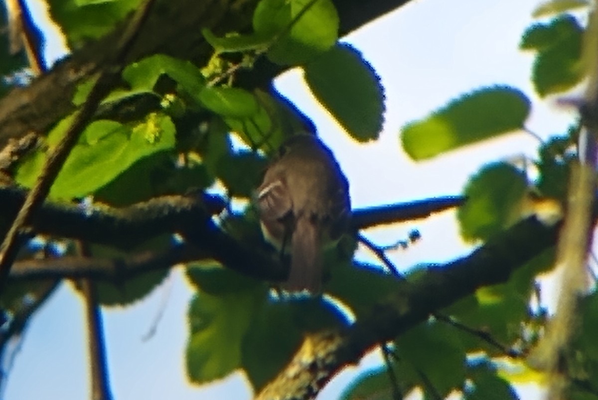 Least Flycatcher - Joey Della Penna