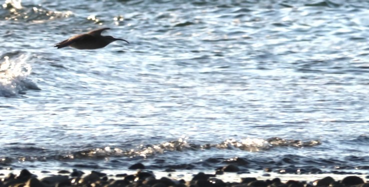 Whimbrel - Walter Thorne