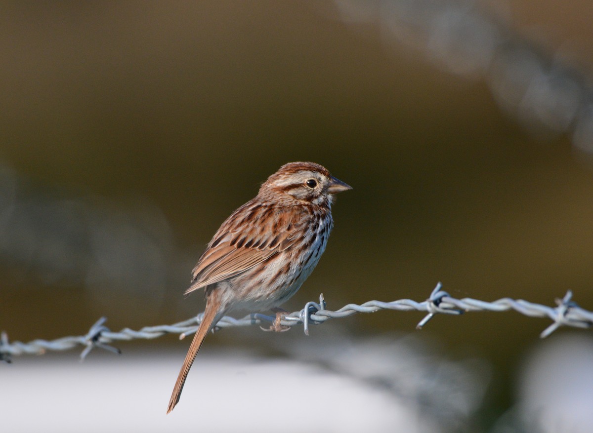 Song Sparrow - Kirk Andrews