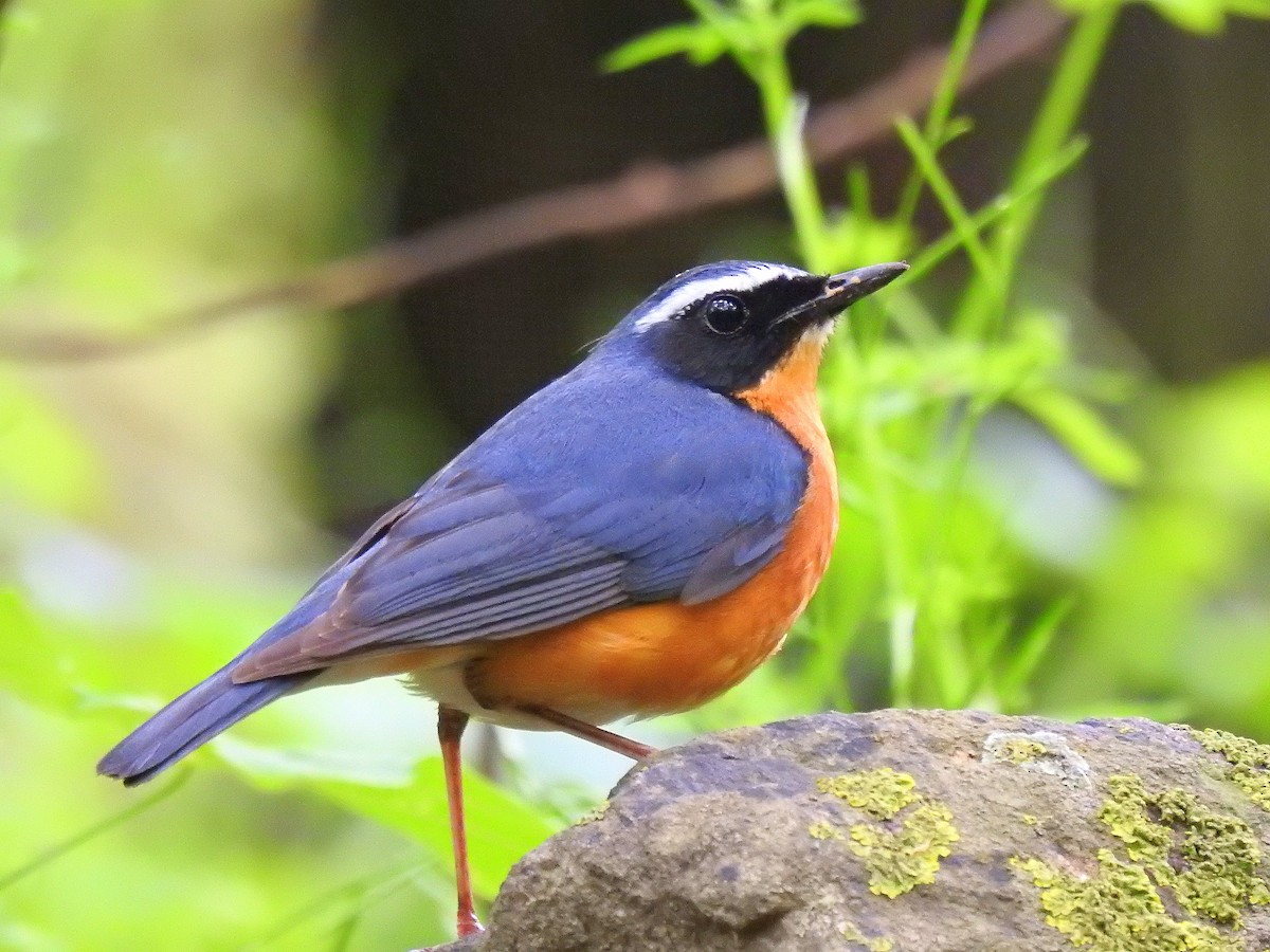 Indian Blue Robin - ML618891516