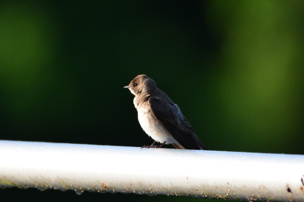 Northern Rough-winged Swallow - Kirk Andrews