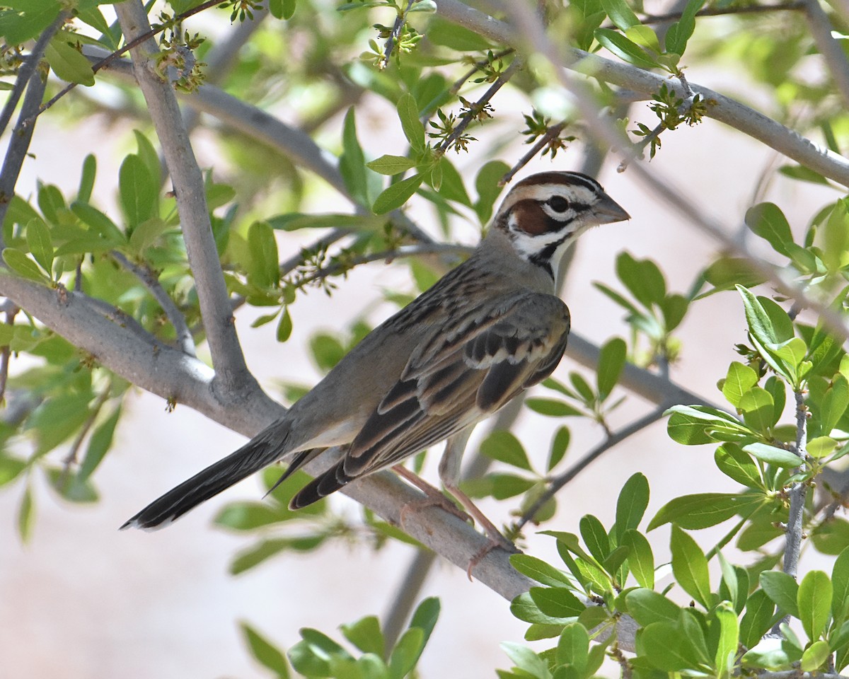 Lark Sparrow - ML618891523