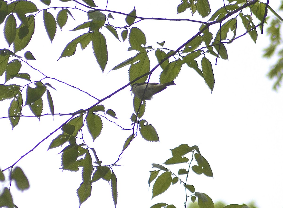 Red-eyed Vireo - Gary Zenitsky