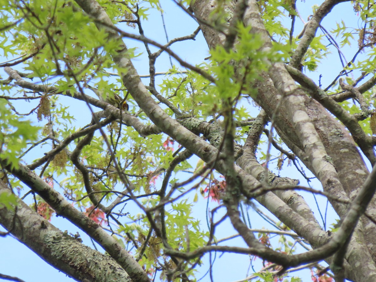 Cape May Warbler - ML618891534