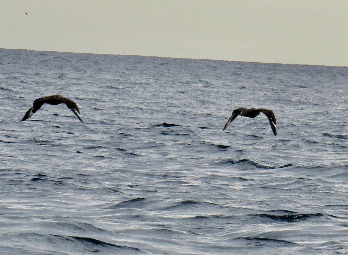 Great Skua - Sally Bergquist