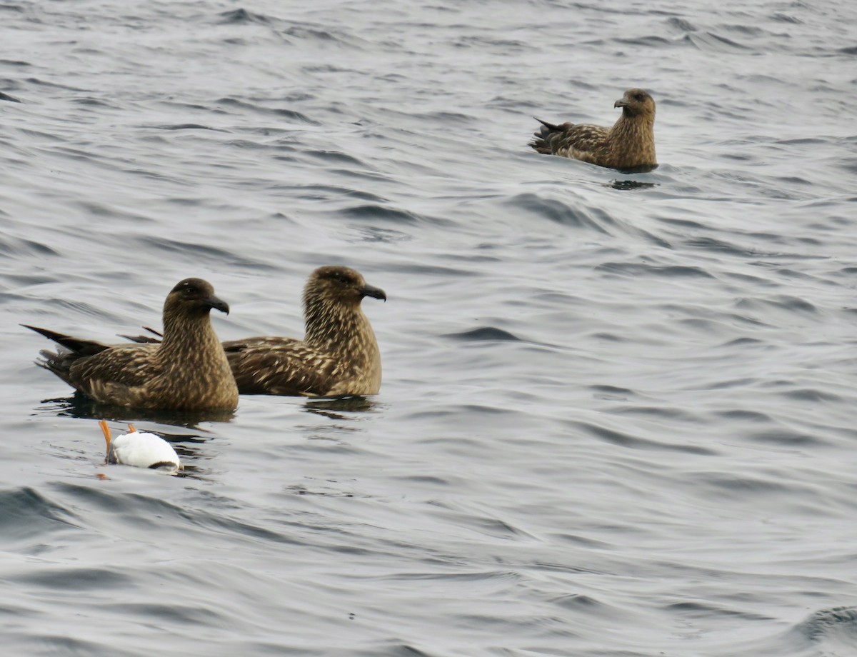 Great Skua - Sally Bergquist