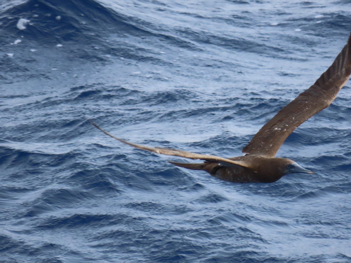 Brown Booby - robert wellens