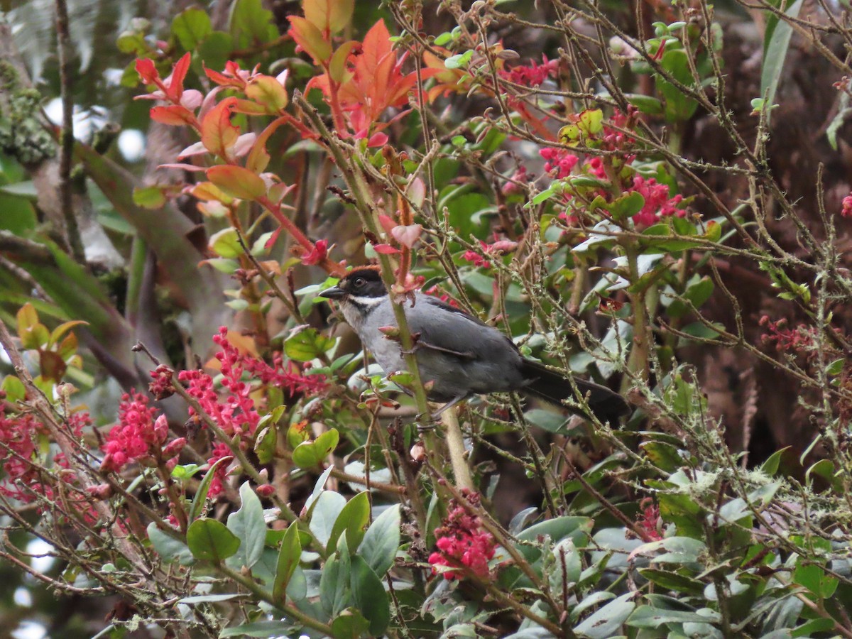 Slaty Brushfinch - Cristian Cufiño