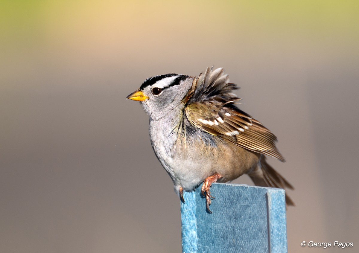 White-crowned Sparrow - George Pagos