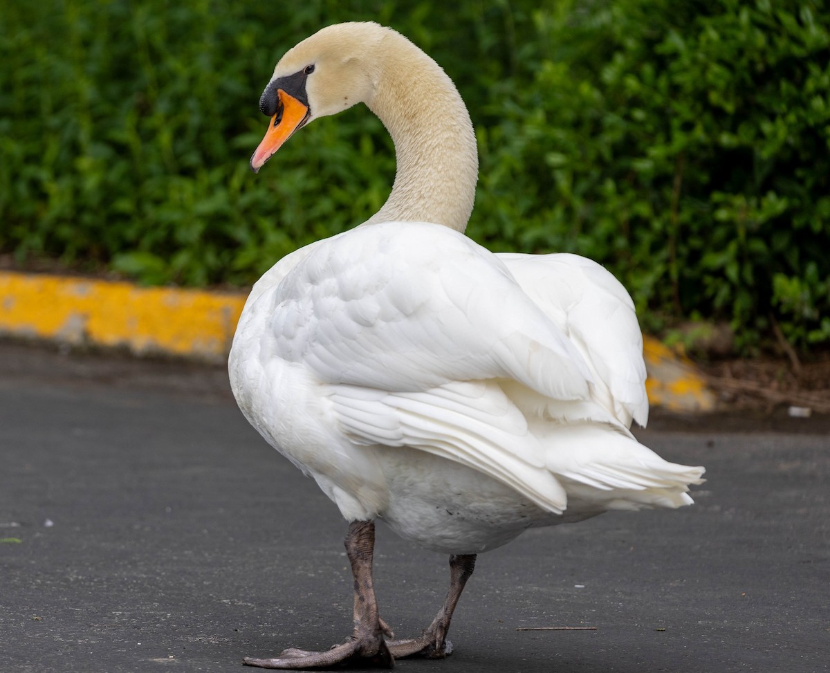 Mute Swan - Brad Everhart