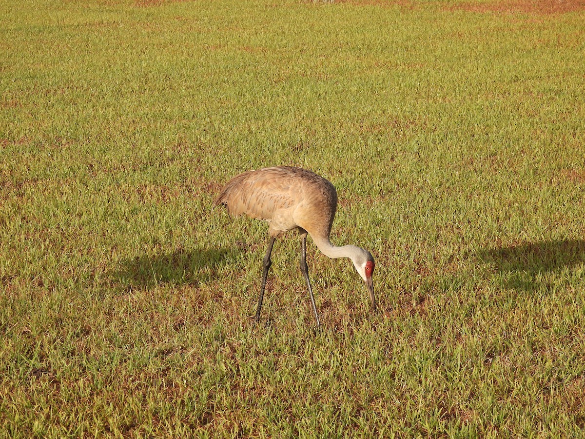 Sandhill Crane - Andrew Wurster