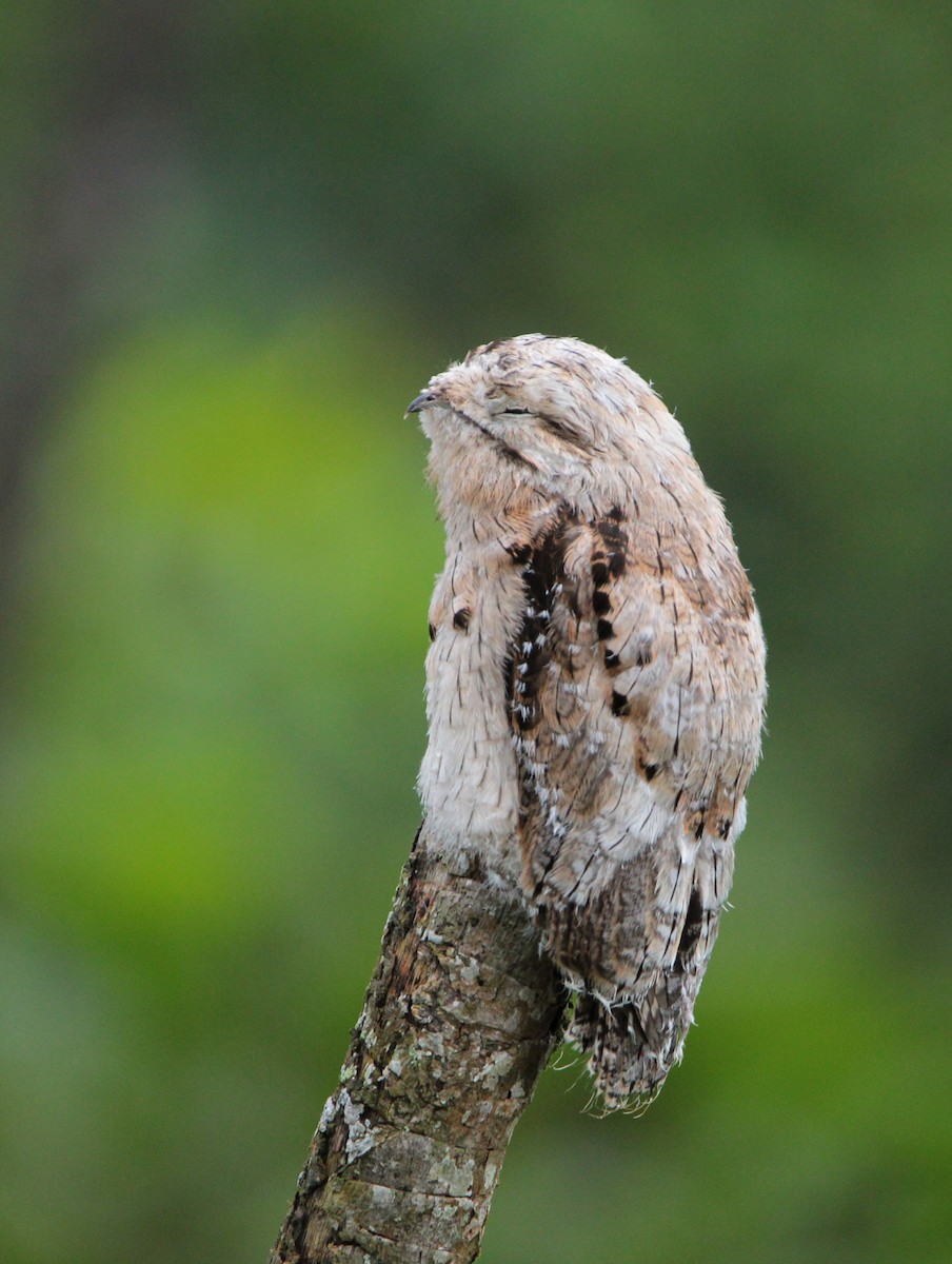 Common Potoo - Julian Valencia