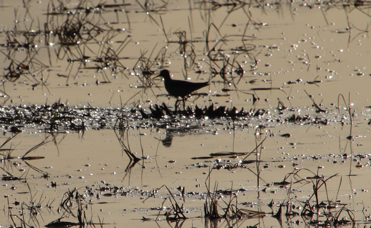 Lesser Yellowlegs - ML618891584