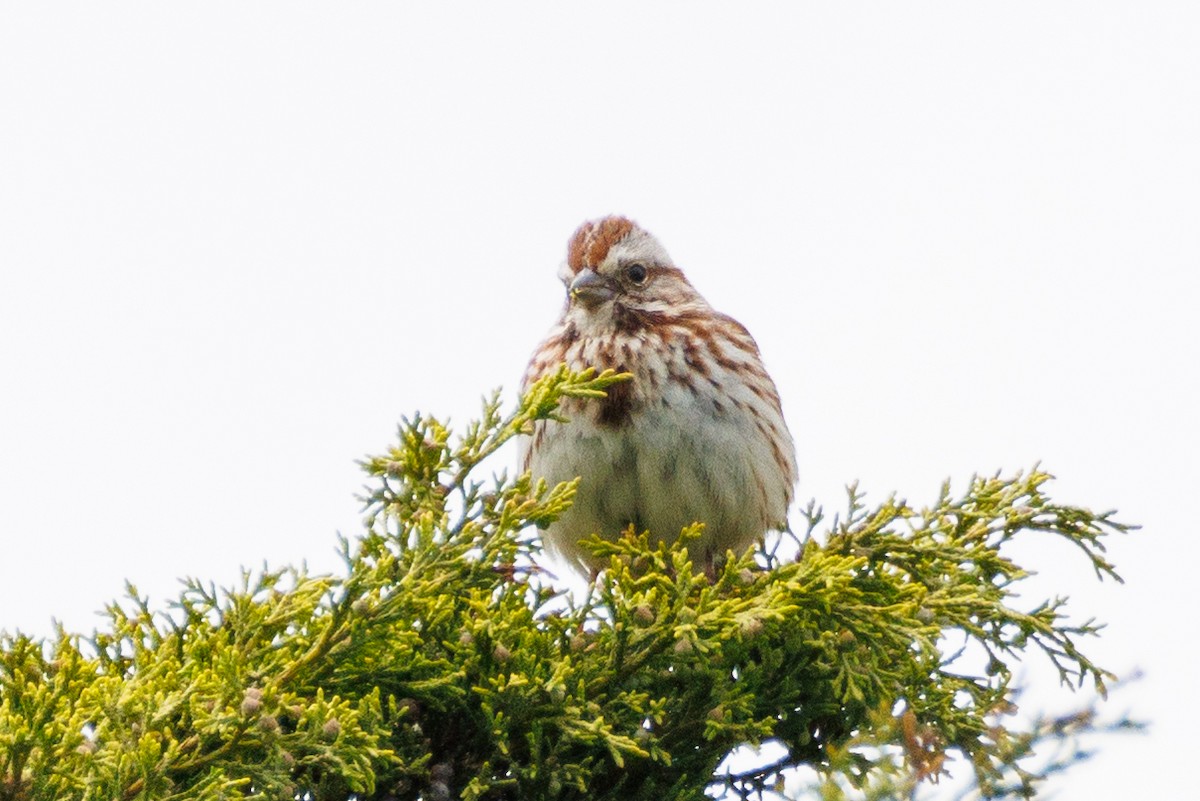 Song Sparrow - Walter D