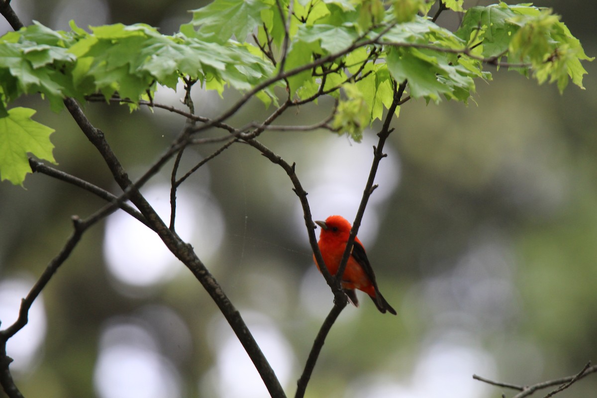 Scarlet Tanager - Jocelyn Pyne